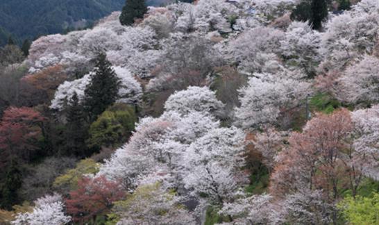 吉野の桜　下千本